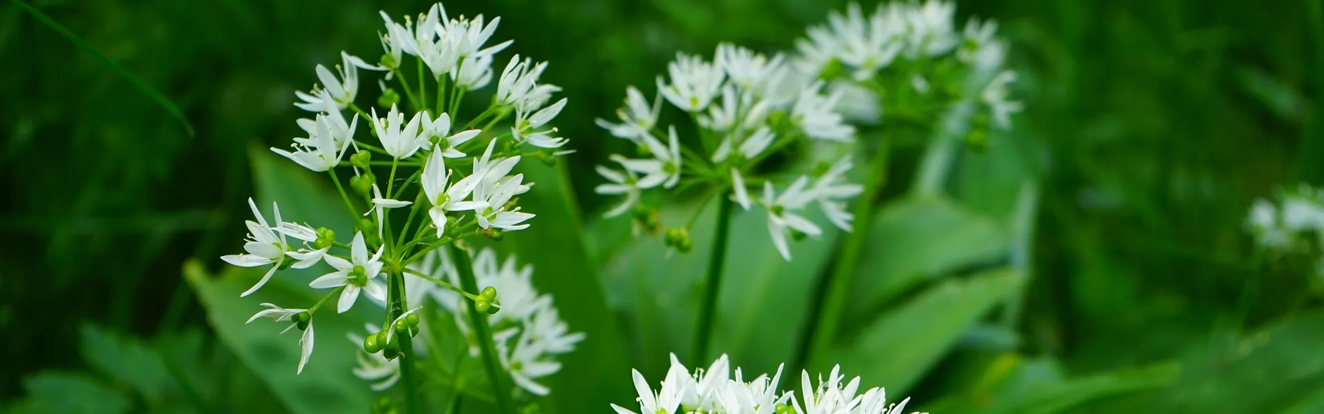 Das Bärlauch hat Saison